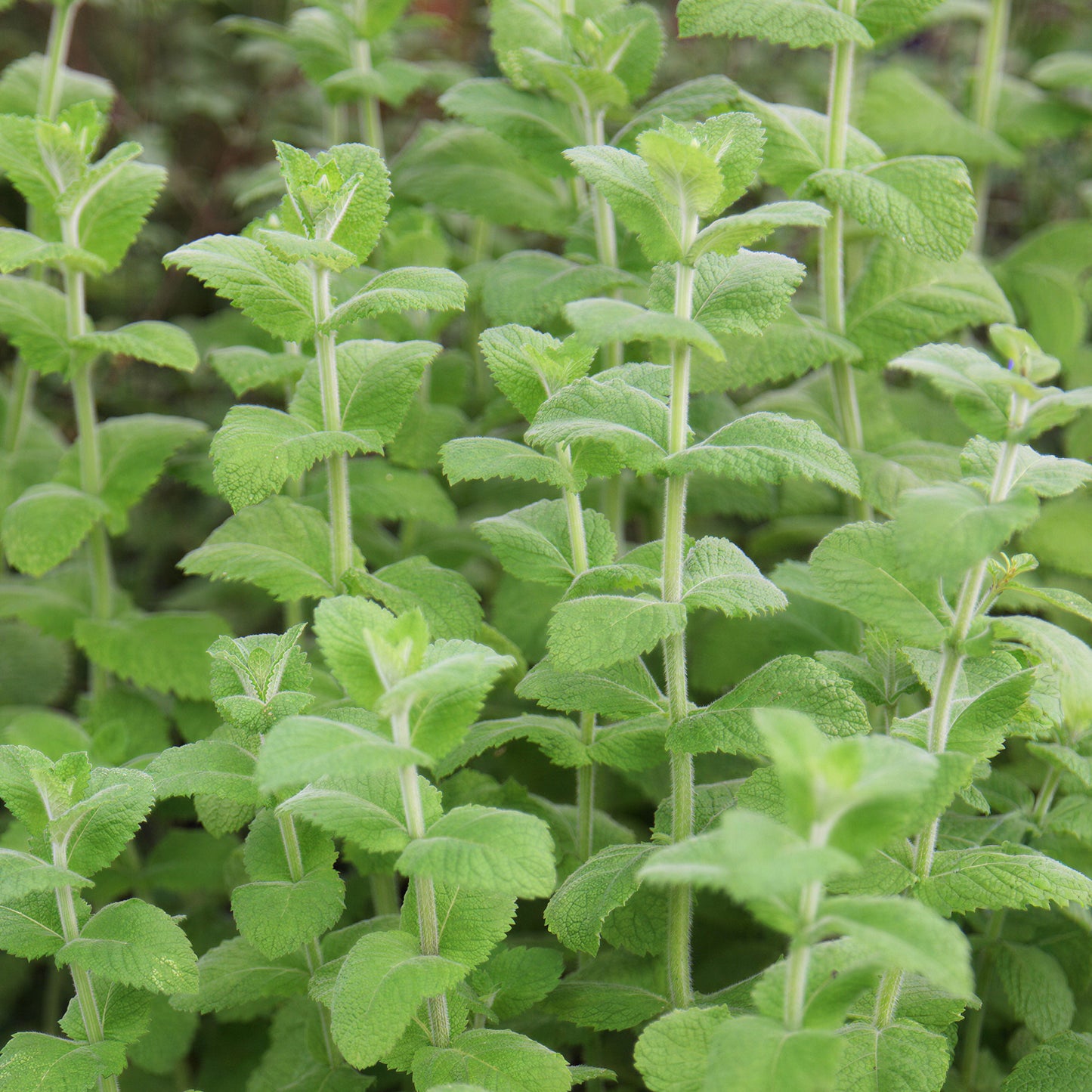 Herb - Mint Apple (8cm)