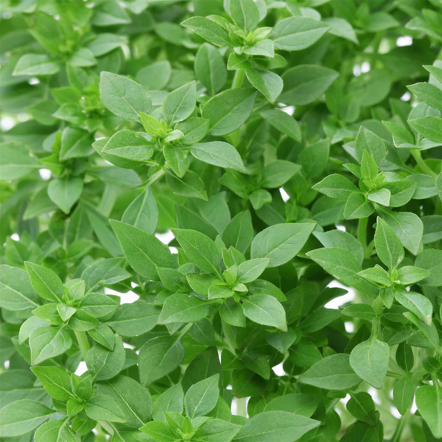 Herb - Basil Bush (8cm)