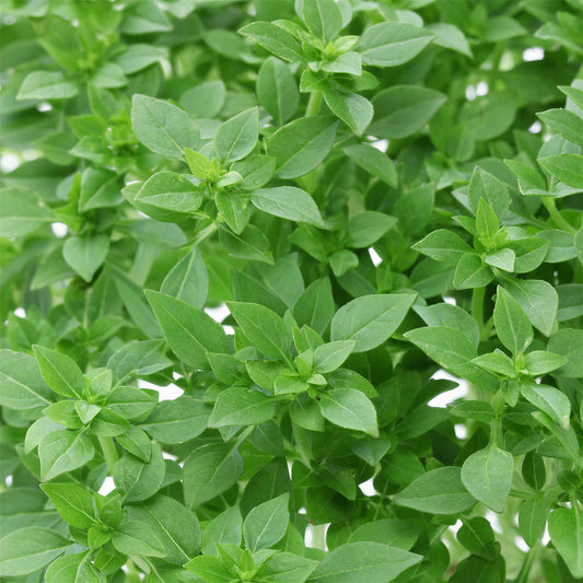 Herb - Basil Bush (8cm)