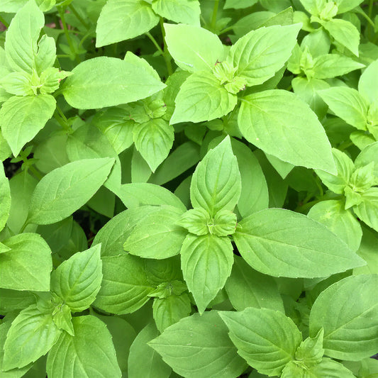 Herb - Basil Lemon (8cm)