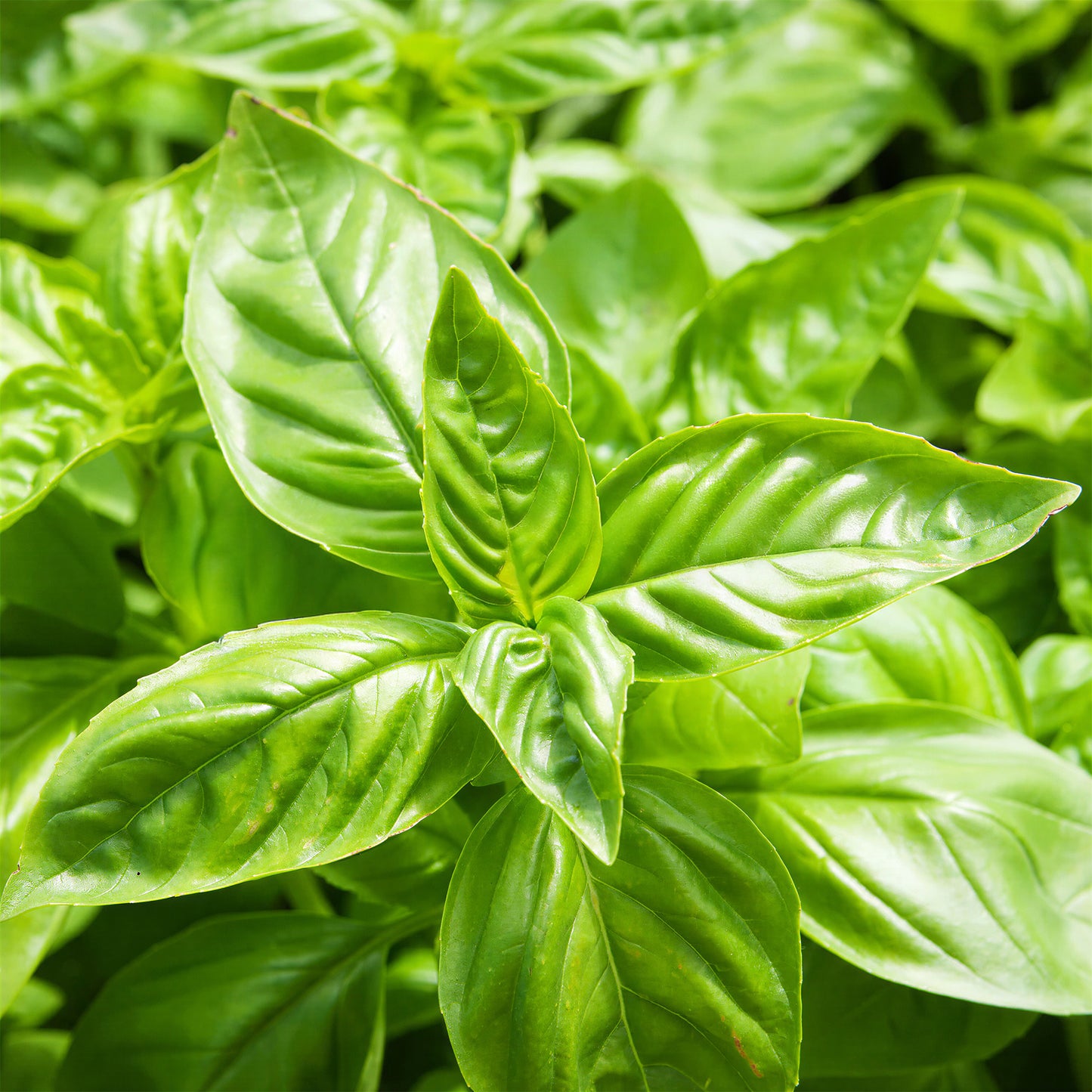 Herb - Basil Sweet (8cm)