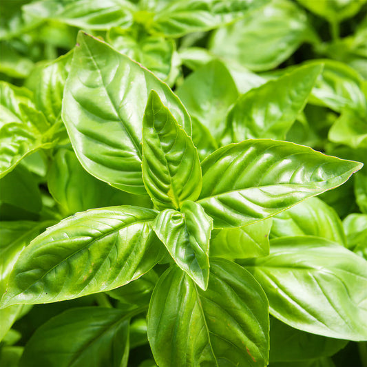Herb - Basil Sweet (8cm)