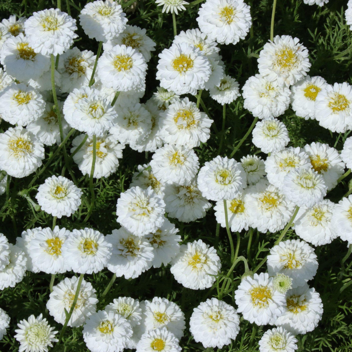 Herb - Chamomile Double Flowered (8cm)