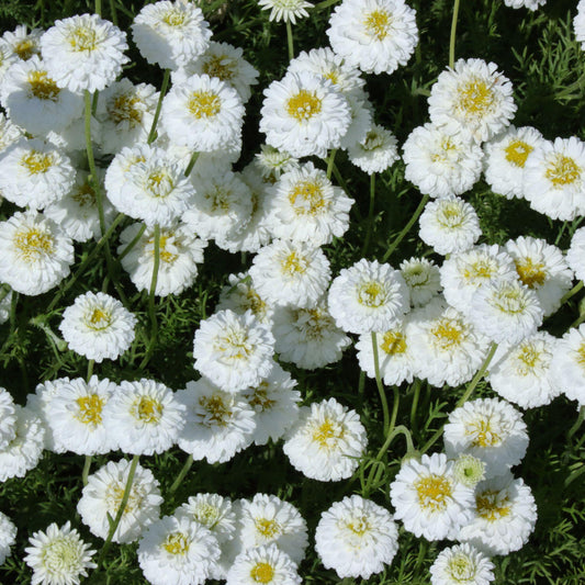 Herb - Chamomile Double Flowered (8cm)