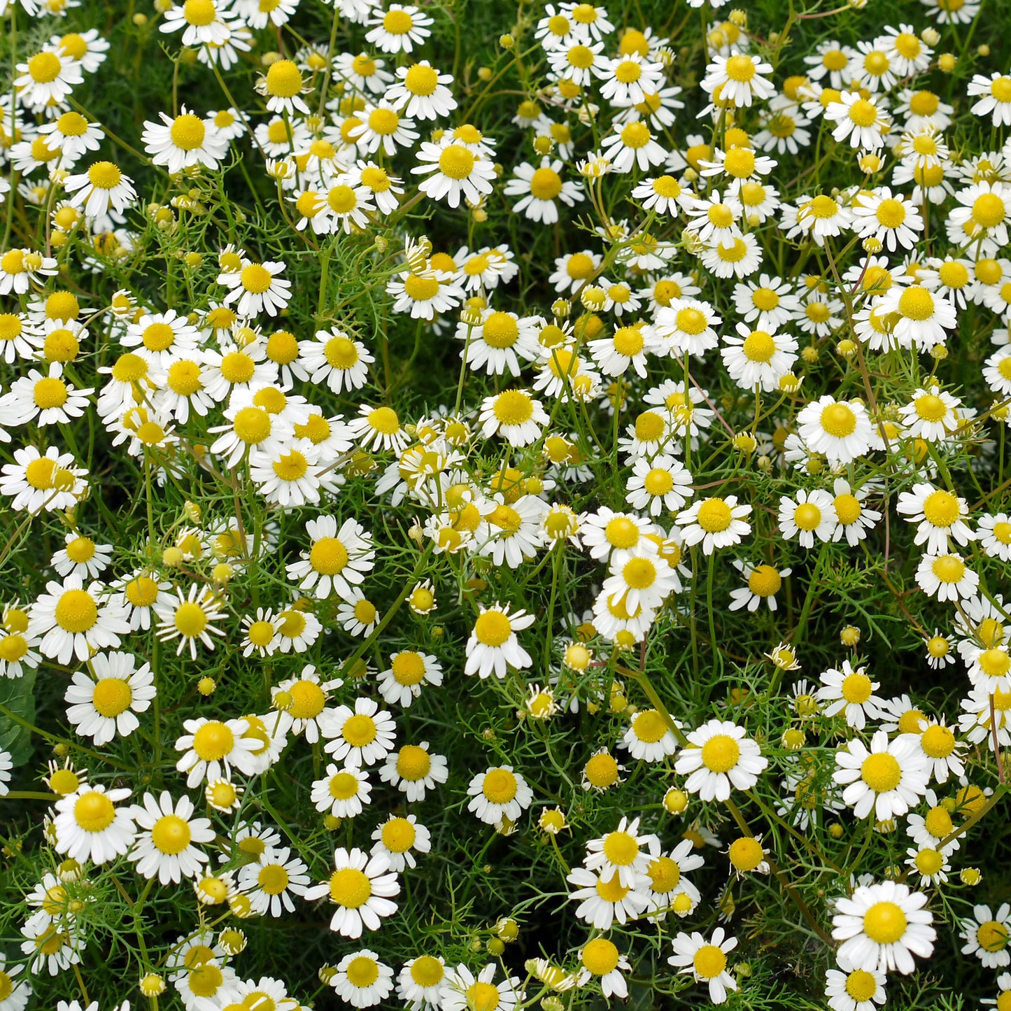 Herb - Chamomile Roman (8cm)