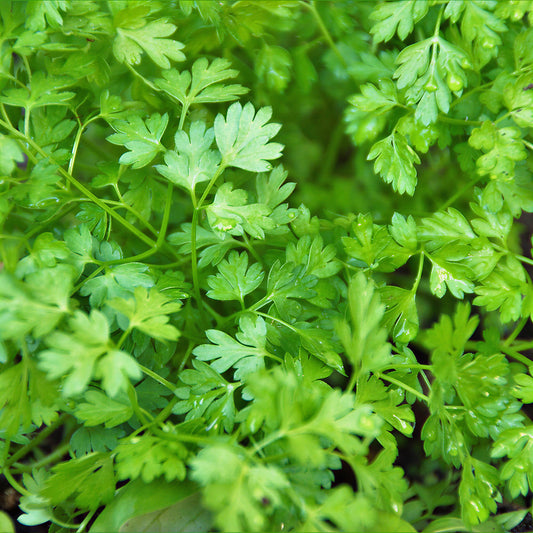 Herb - Chervil Common (8cm)
