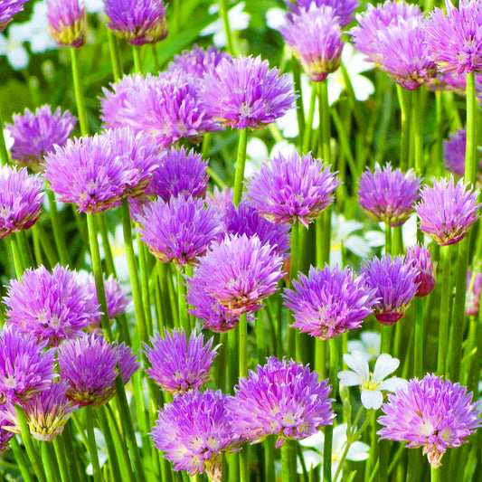Herb - Chives (8cm)