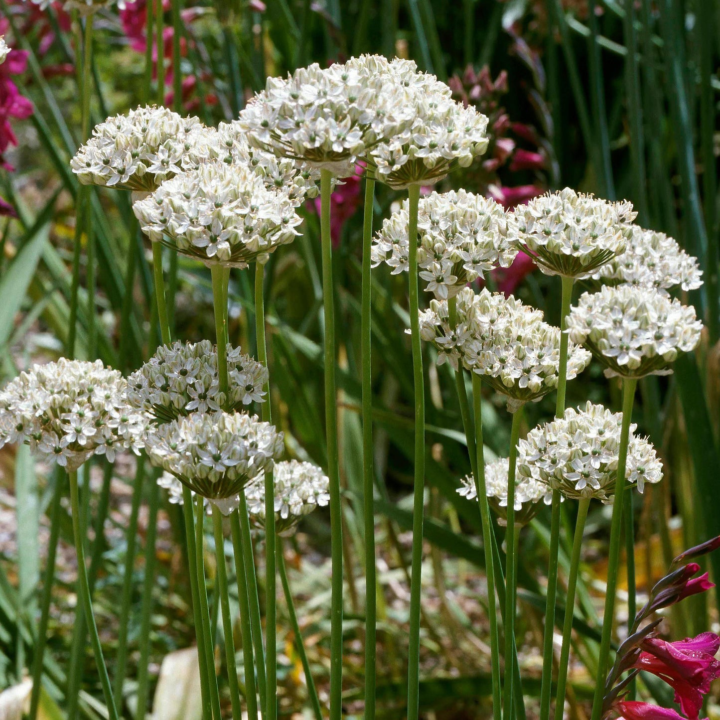 Herb - Chives Garlic (8cm)
