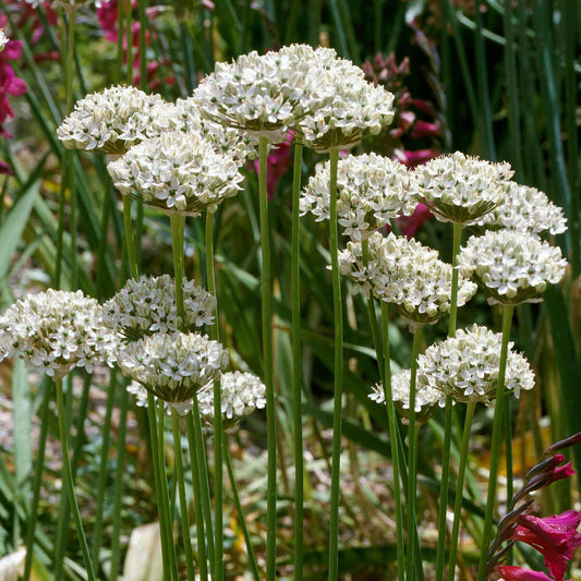 Herb - Chives Garlic (8cm)