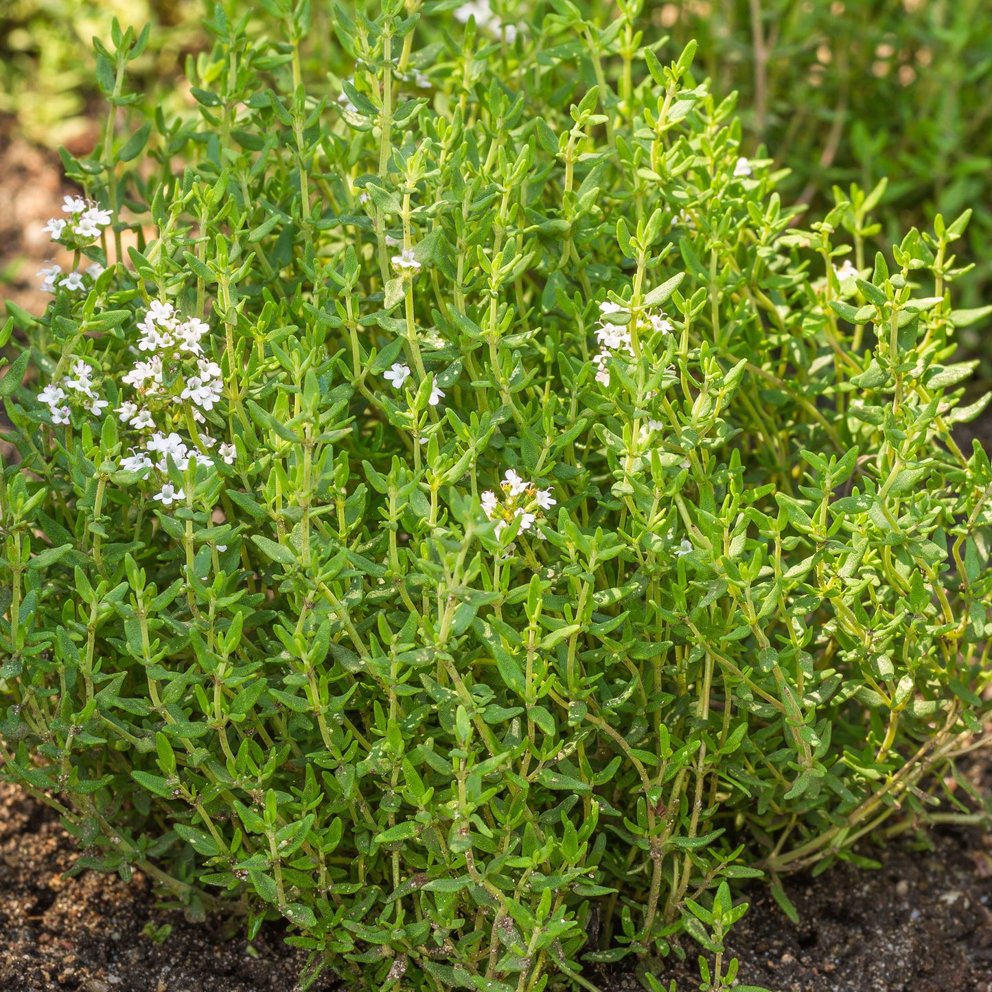 Herb - Thyme Common (8cm)