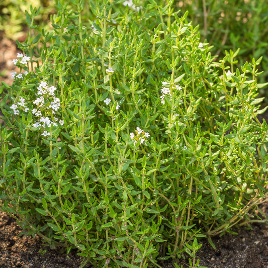 Herb - Thyme Common (8cm)