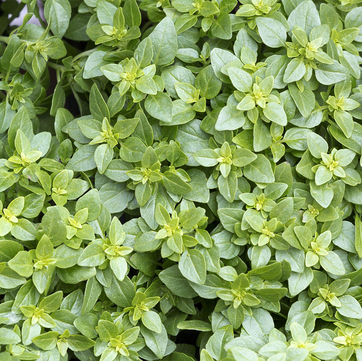 Herb - Basil Greek (8cm)