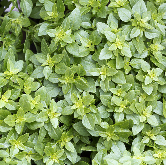 Herb - Basil Greek (8cm)