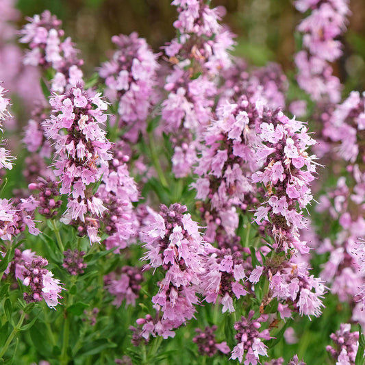 Herb - Hyssop Pink (8cm)