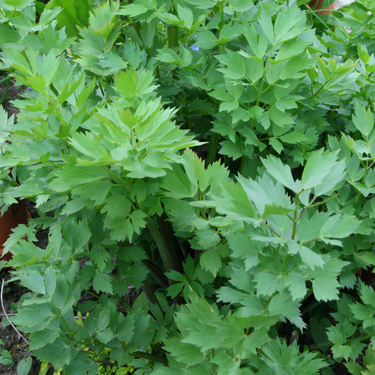Herb - Lovage Common (8cm)