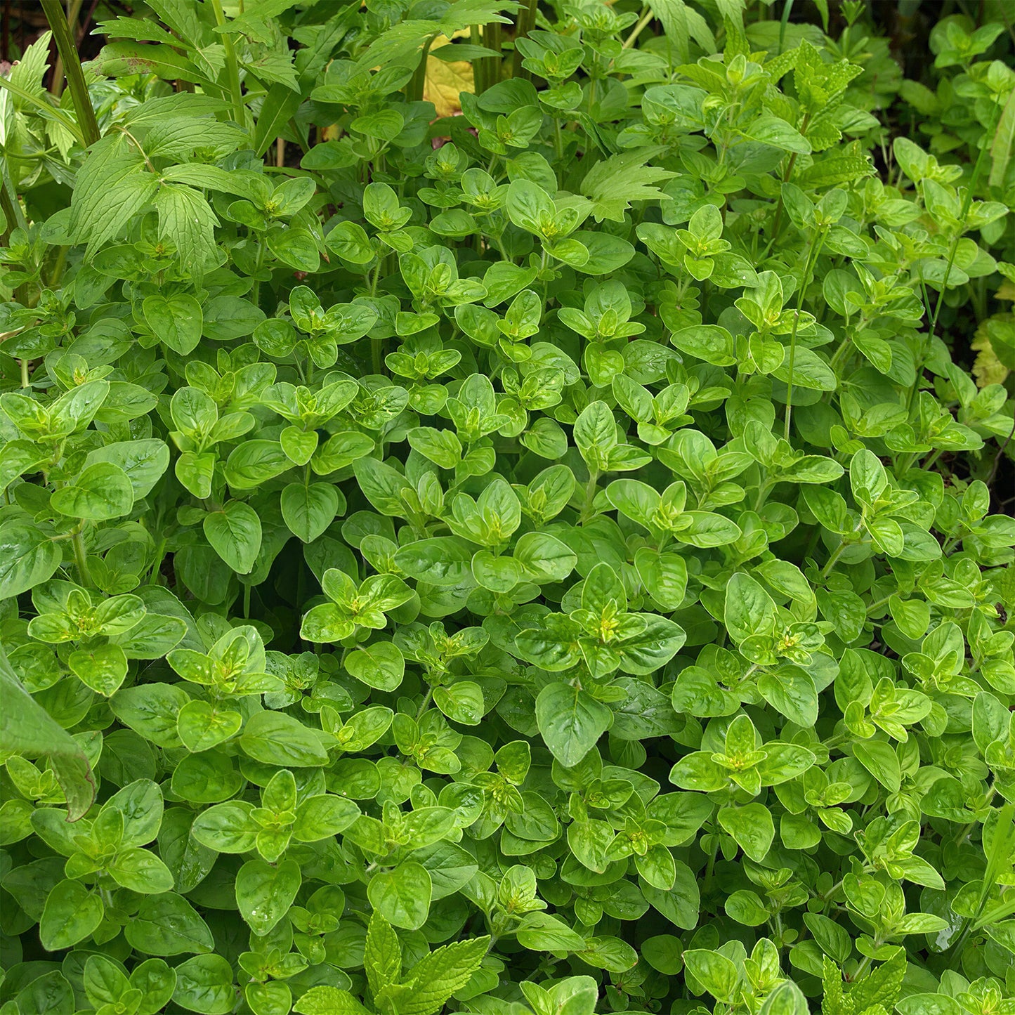 Herb - Marjoram Compact (8cm)