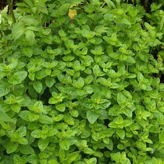 Herb - Marjoram Compact (8cm)