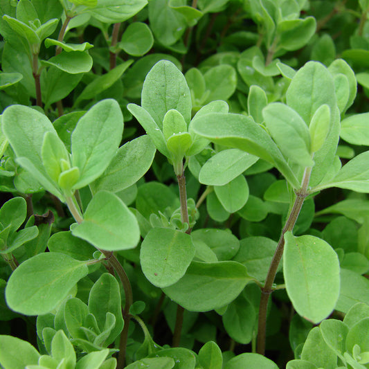 Herb - Marjoram Pot (8cm)