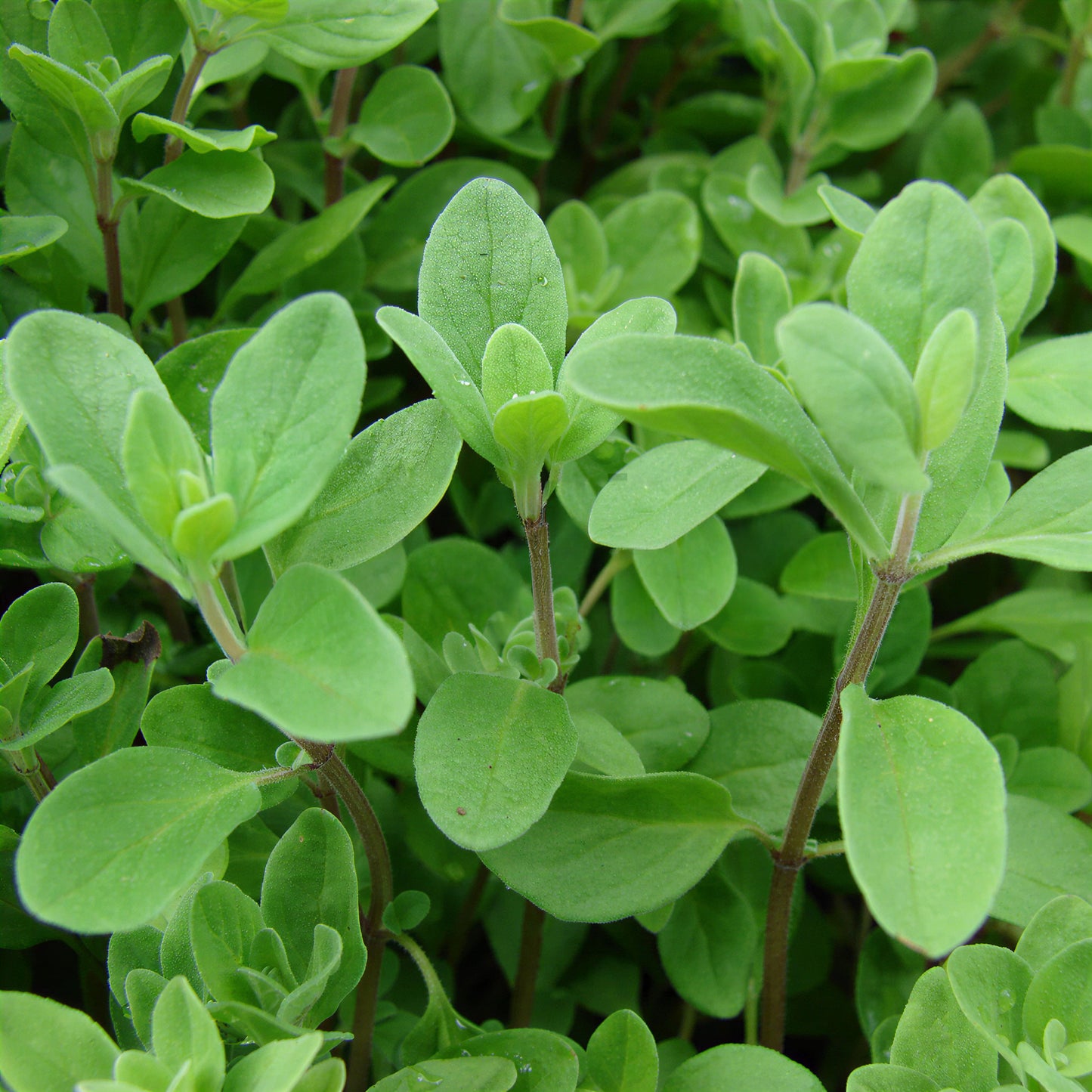 Herb - Marjoram Pot (8cm)