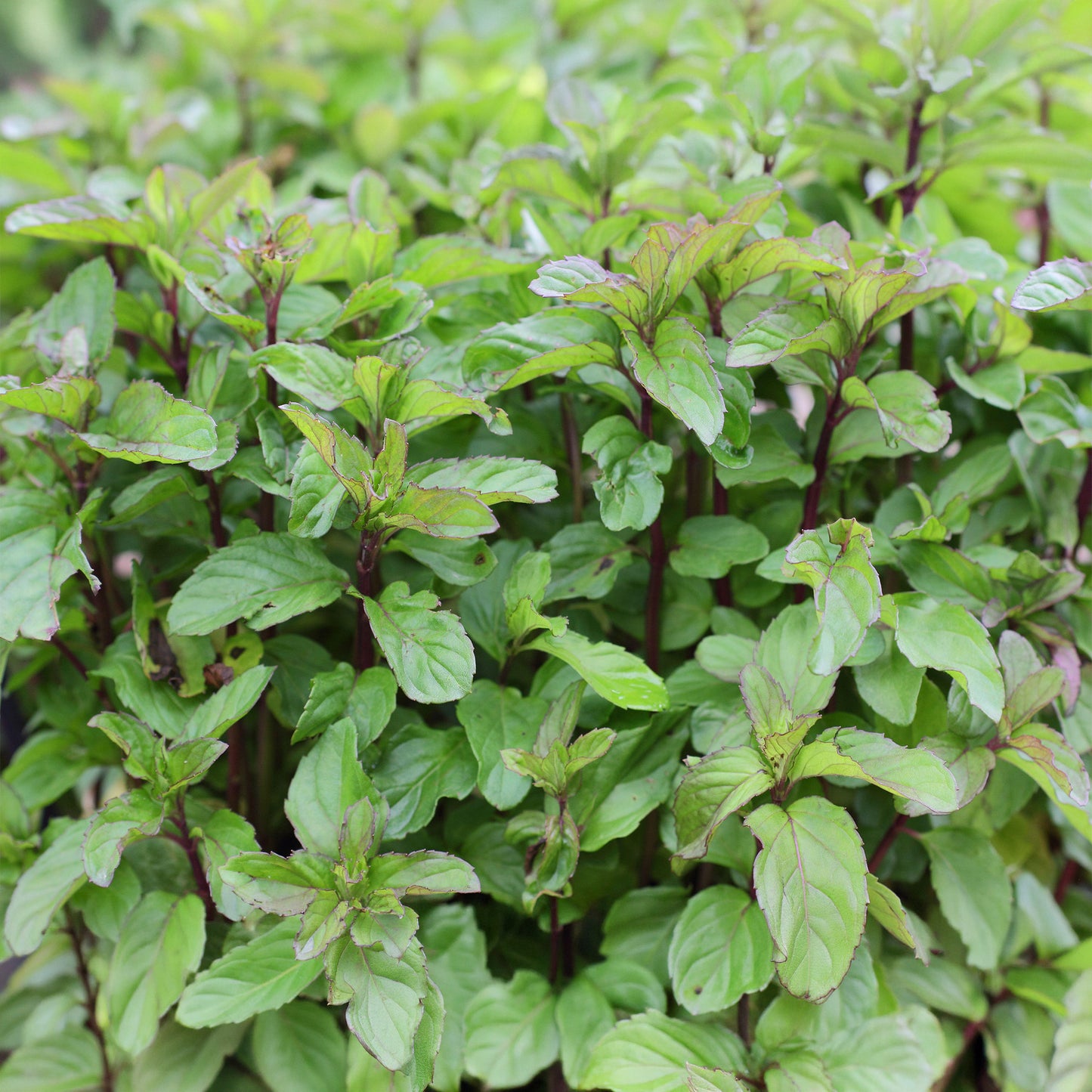 Herb - Mint Basil (8cm)
