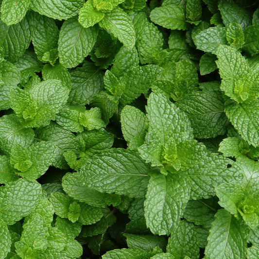 Herb - Mint English Lamb (8cm)