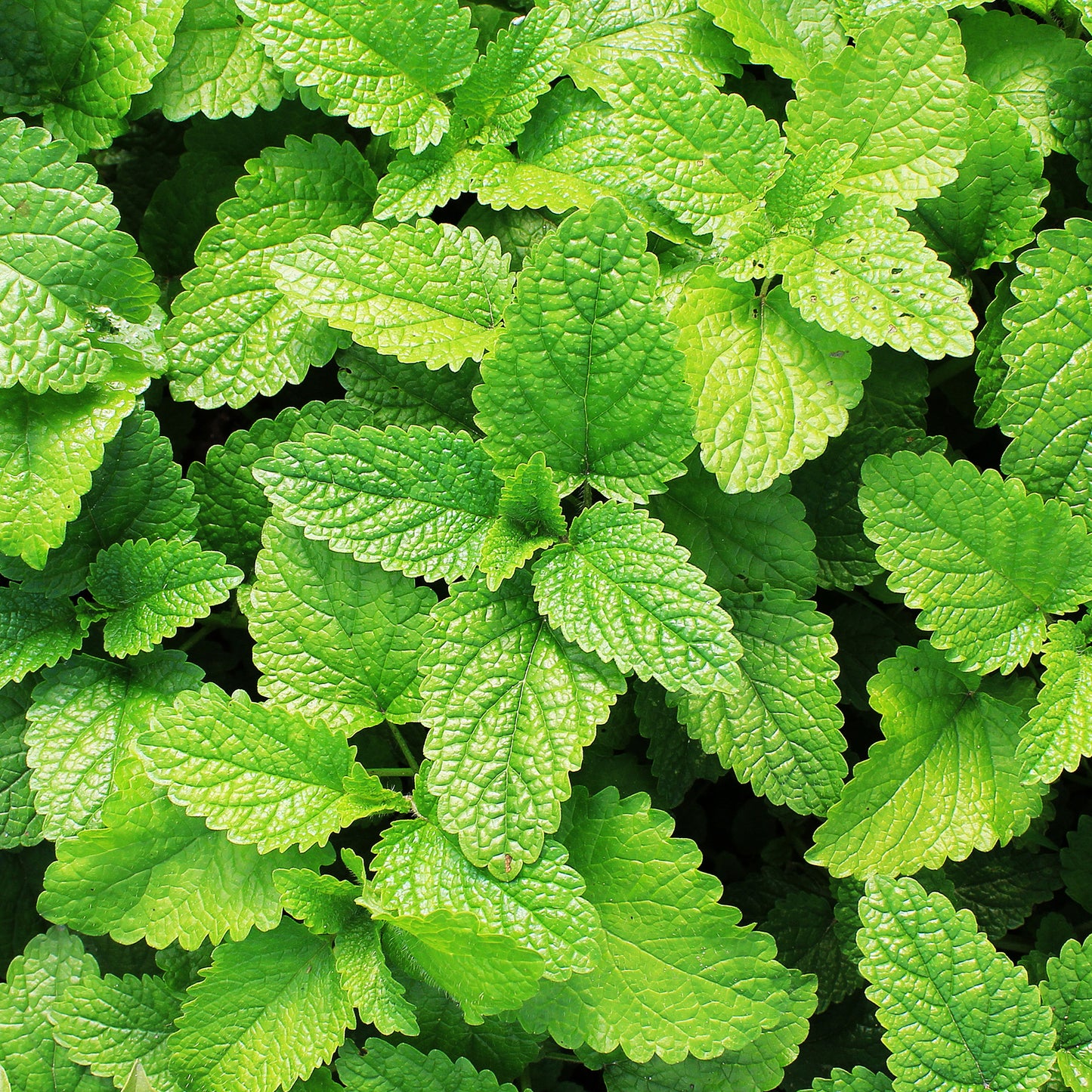 Herb - Mint Garden (8cm)