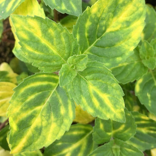 Herb - Mint Ginger (8cm)