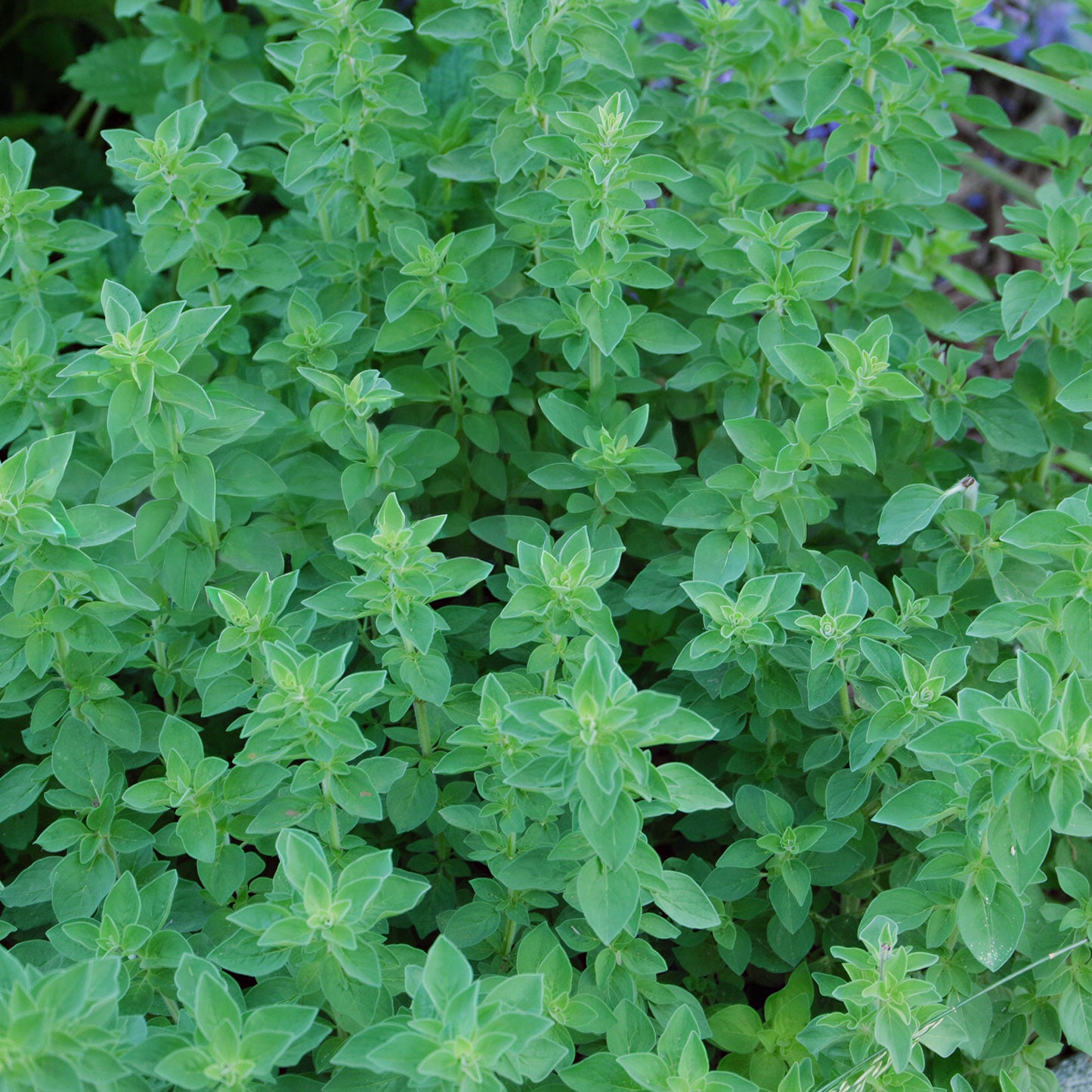 Herb - Oregano Common (8cm)