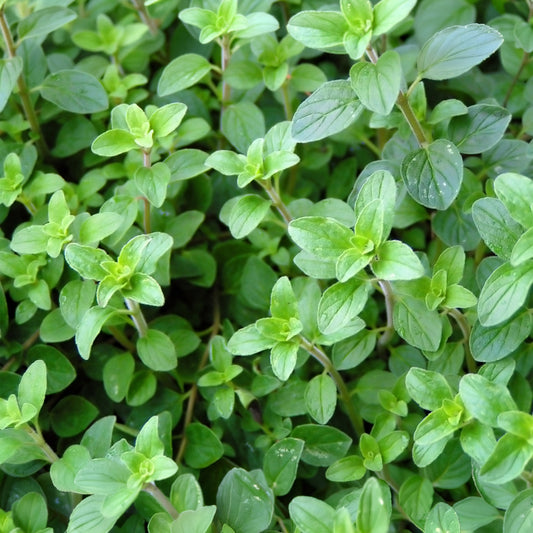 Herb - Oregano Itallian (8cm)