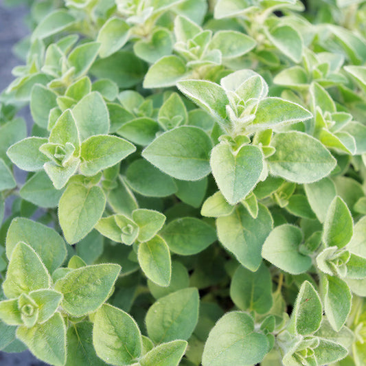 Herb - Oregano Hot & Spicy (8cm)