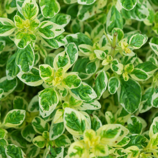 Herb - Oregano Variegated (8cm)