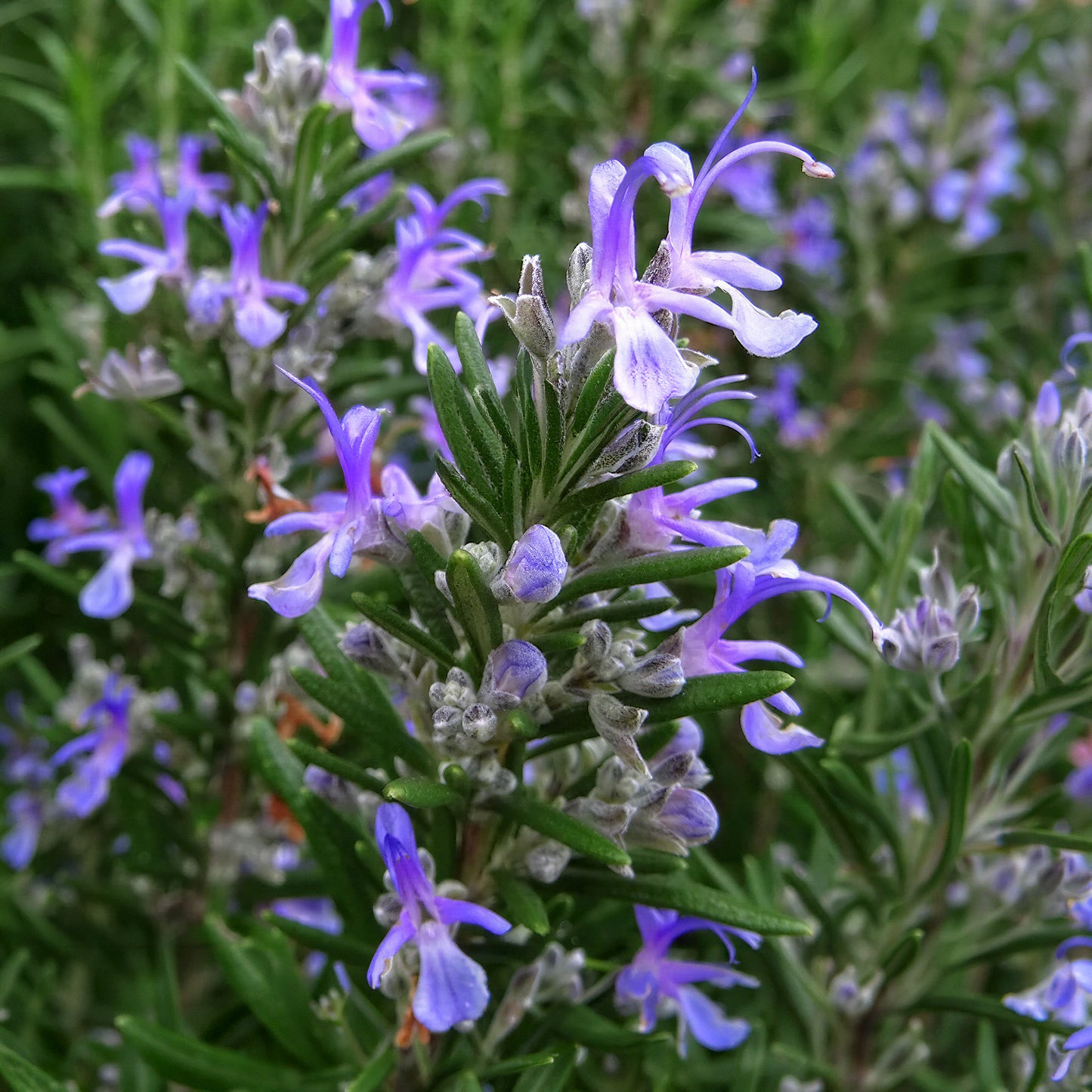 Herb - Rosemary Barbeque (8cm)