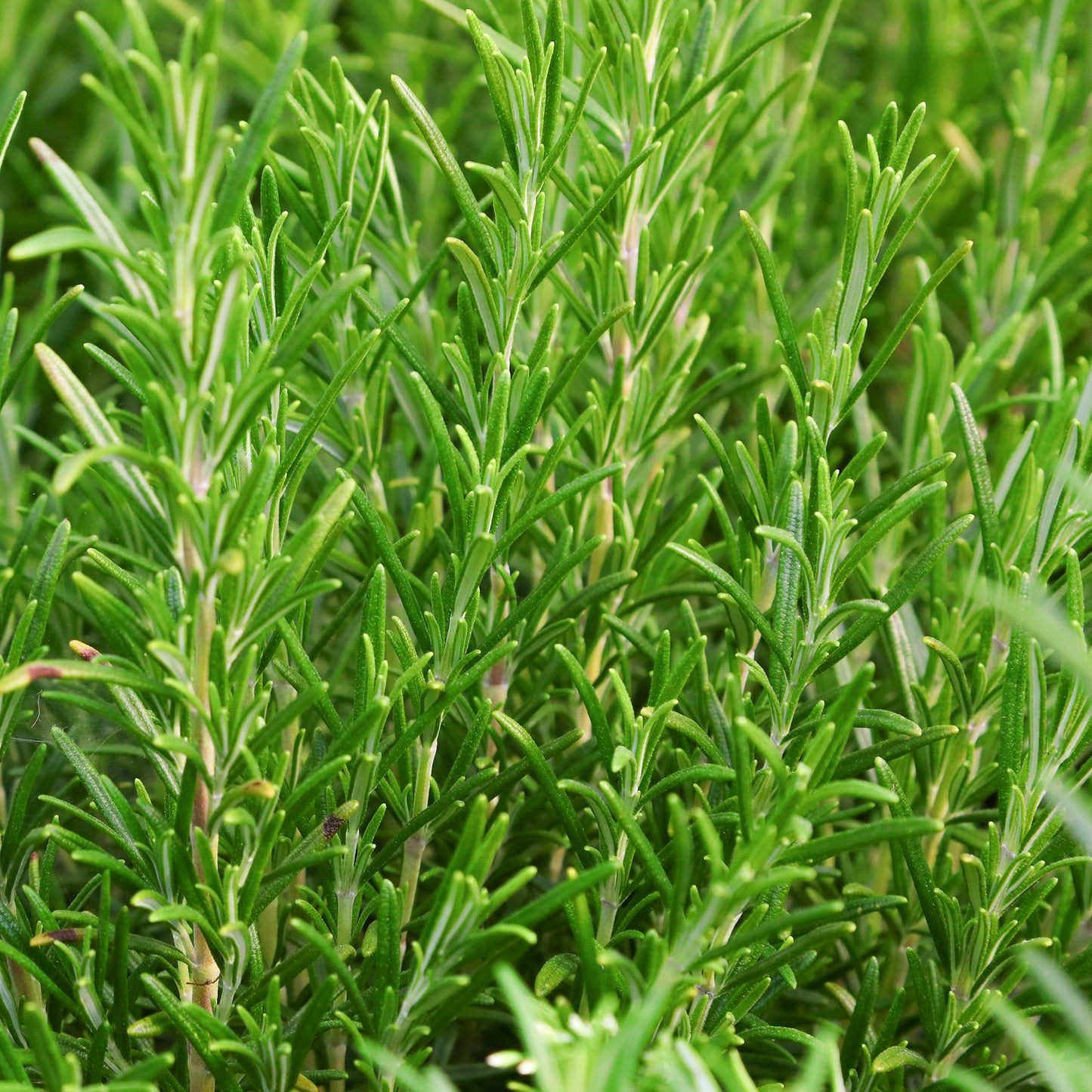 Herb - Rosemary Common (8cm)