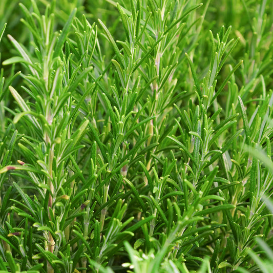 Herb - Rosemary Common (8cm)