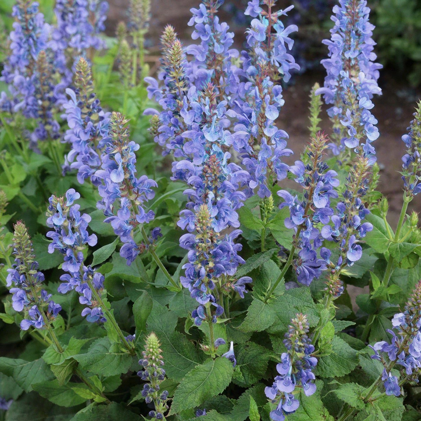 Herb - Rosemary Sudbury Blue (8cm)