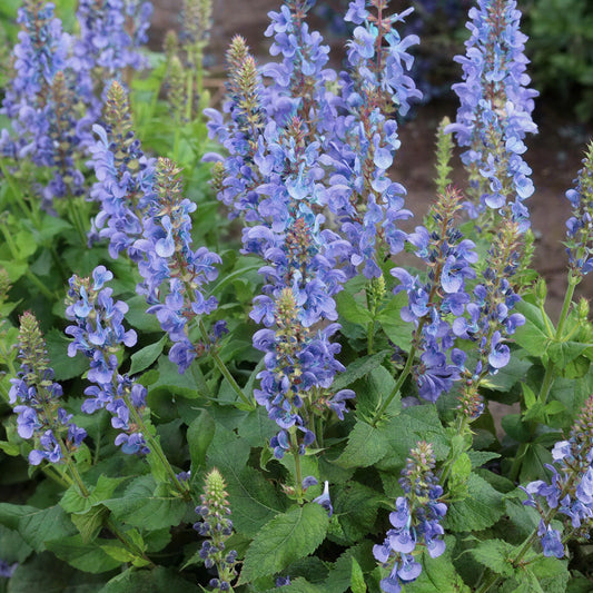 Herb - Rosemary Sudbury Blue (8cm)