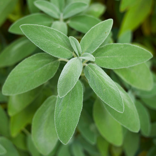 Herb - Sage Common (8cm)