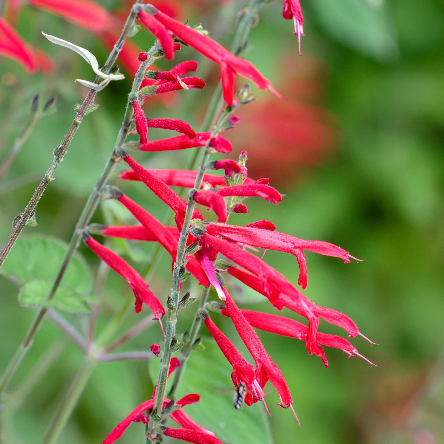 Herb - Sage Pineapple (8cm)