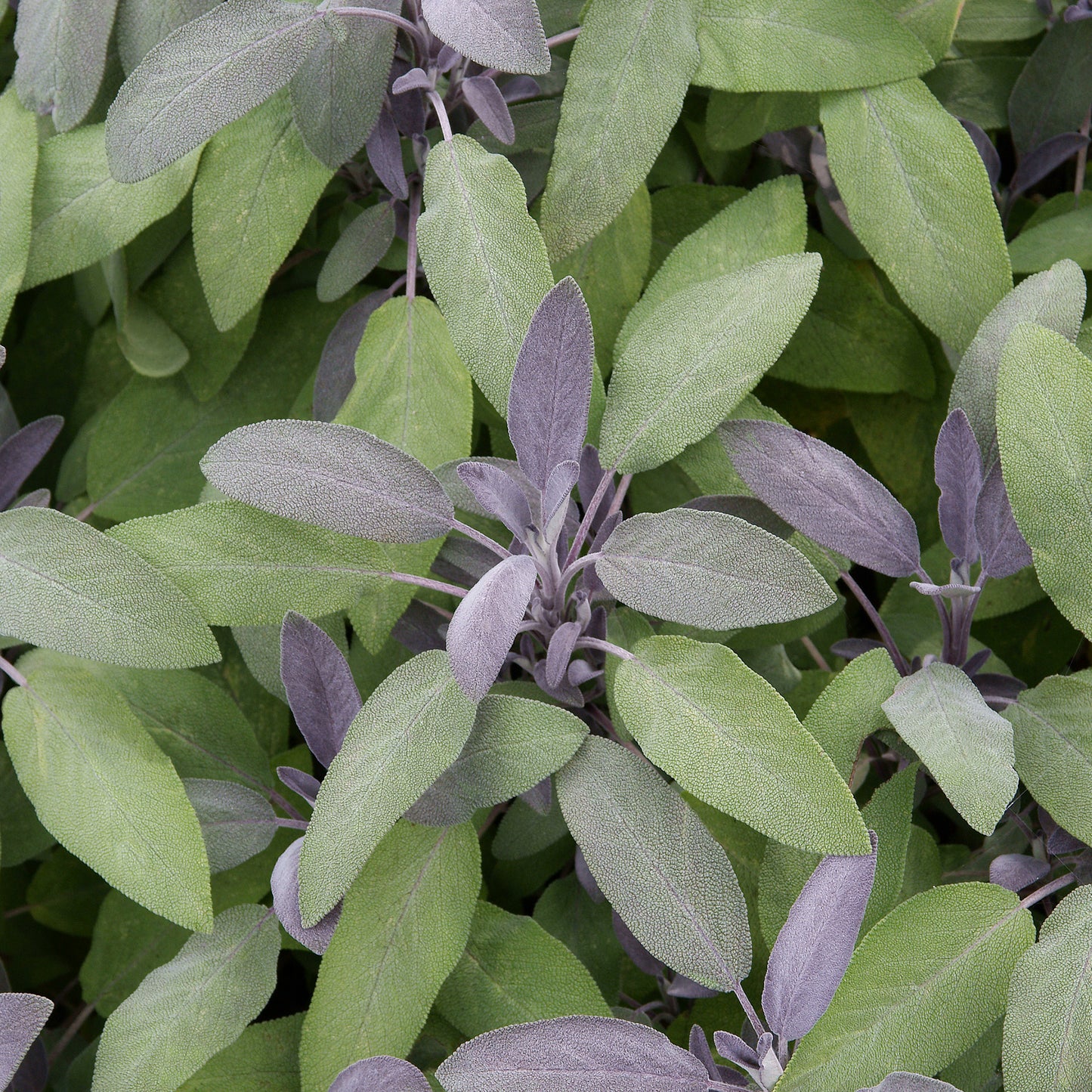 Herbs - Sage Purple, Salvia Officinalis Purpurea