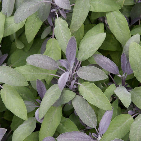 Herbs - Sage Purple, Salvia Officinalis Purpurea