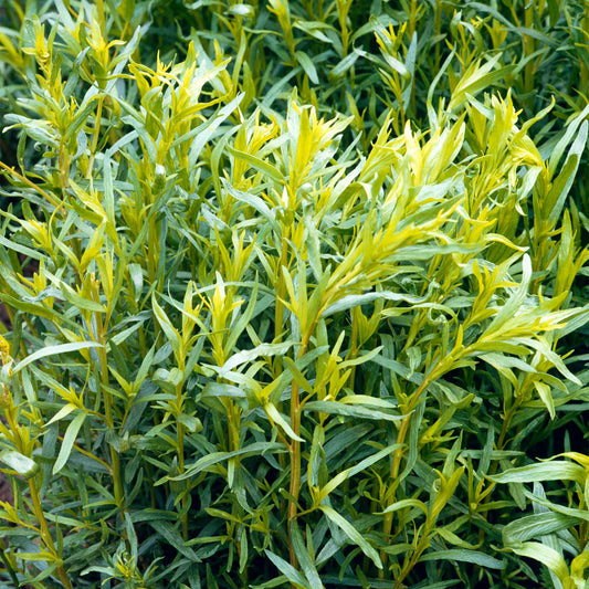 Herb - Tarragon French (8cm)