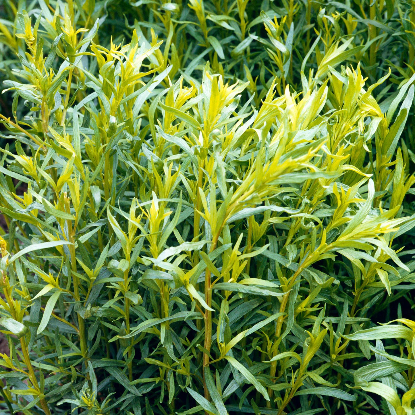 Herb - Tarragon French (8cm)