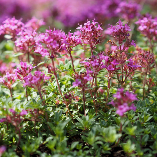 Herb - Thyme Creeping Lemon (8cm)