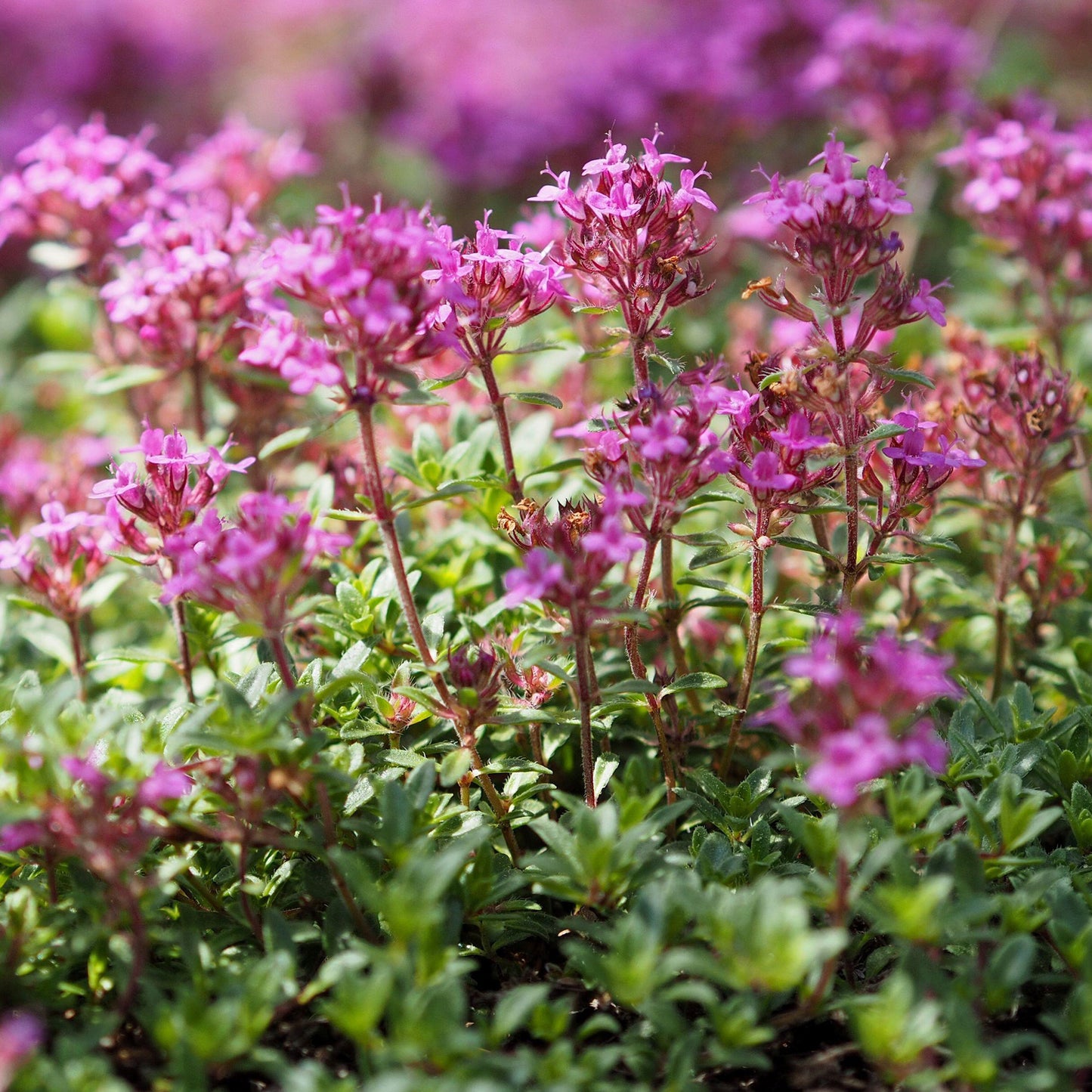 Herb - Thyme Creeping Lemon (8cm)
