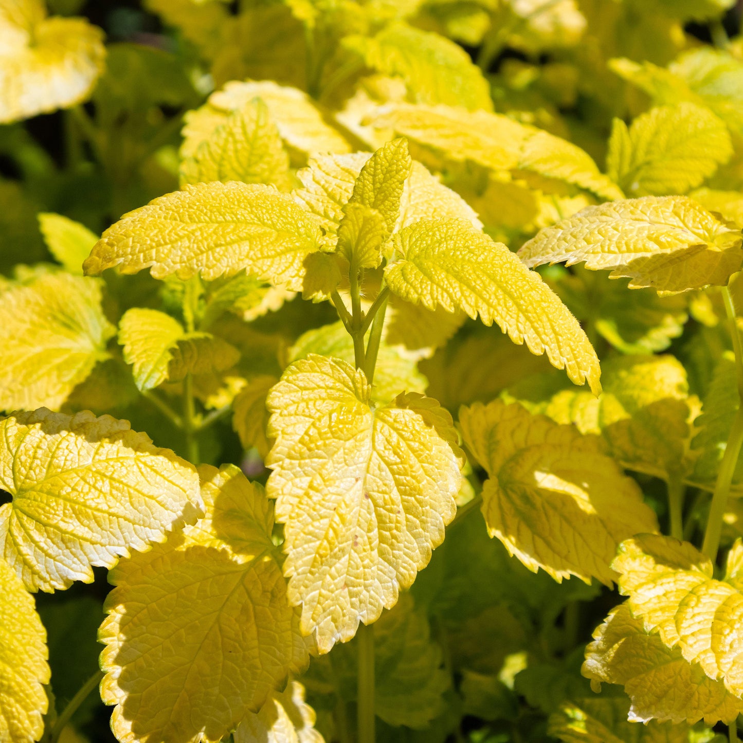 Herb - Lemon Balm All Gold (8cm)