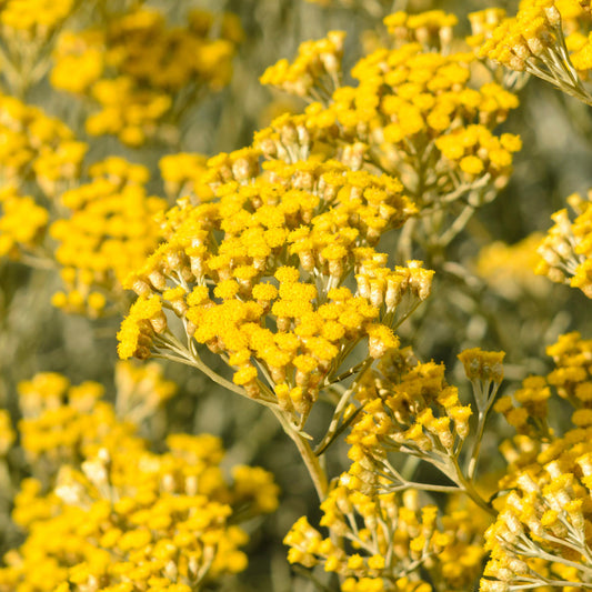 Herbs - Curry Plant, Helichrysum Italicum