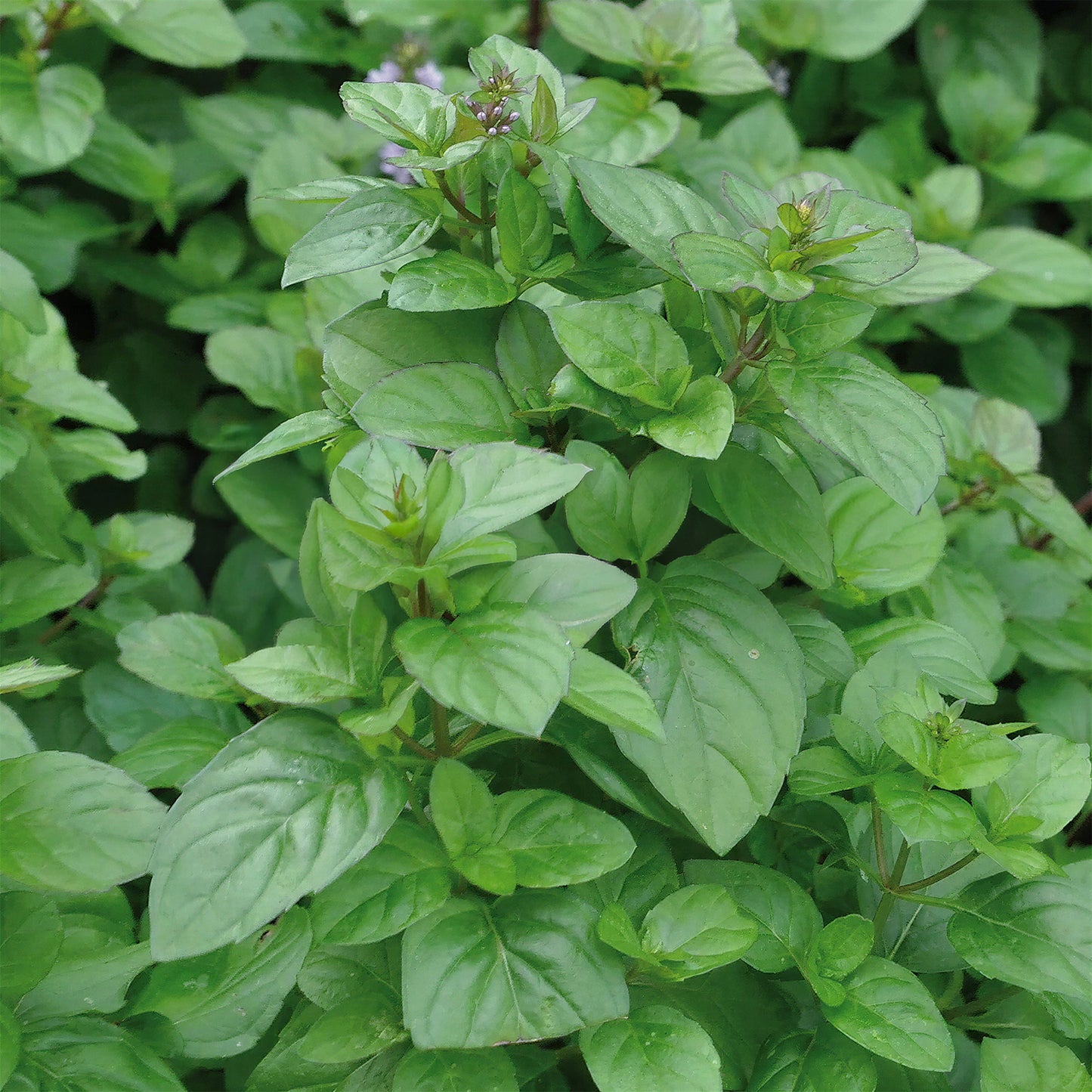 Herb - Mint Orange (8cm)