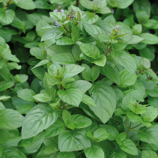 Herb - Mint Orange (8cm)