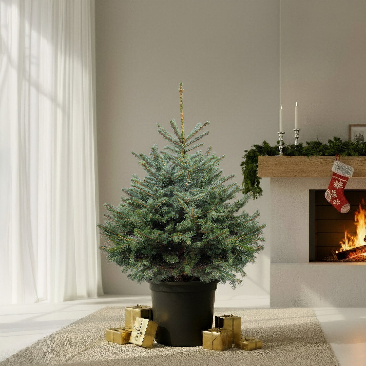 Blue Spruce Pot Grown Christmas Trees