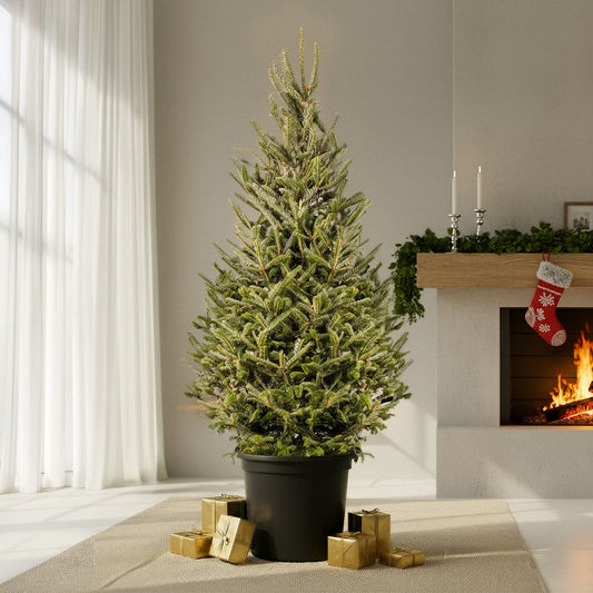 Fraser Fir Pot Grown Christmas Trees